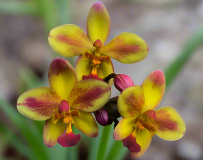 Ground Orchid G044 Flowering Plant - Spathoglottis Plicata