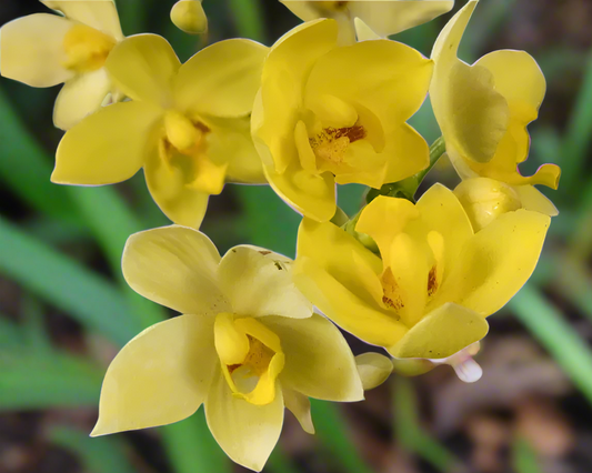 Ground Orchid G045 Flowering Plant - Spathoglottis Plicata