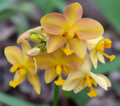 Ground Orchid G046 Flowering Plant - Spathoglottis Plicata