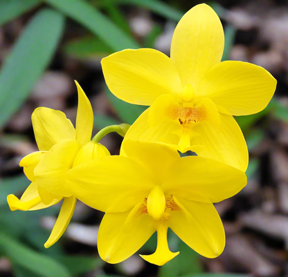 Ground Orchid G047 Flowering Plant - Spathoglottis Plicata