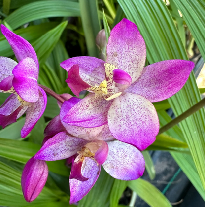 Ground Orchid G052 Flowering Plant - Spathoglottis Plicata