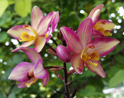 Ground Orchid G053 Flowering Plant - Spathoglottis Plicata