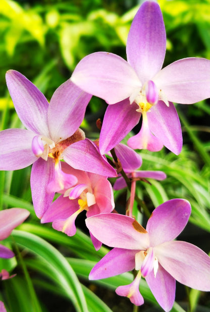 Ground Orchid G08 Flowering Plant - Spathoglottis Plicata