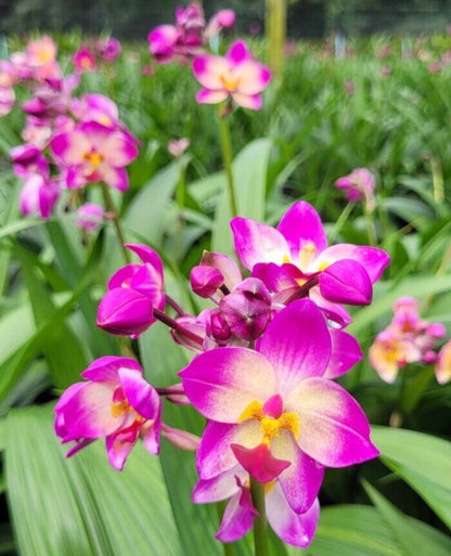 Ground Orchid G10 Flowering Plant - Spathoglottis Plicata