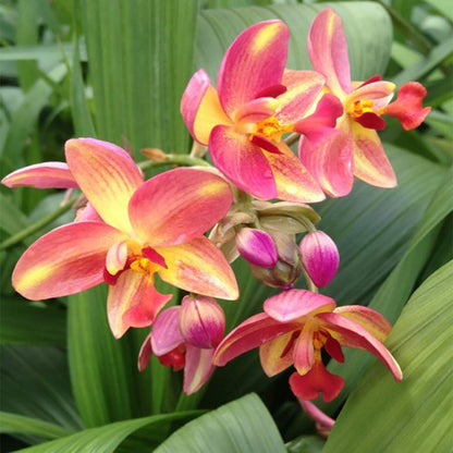 Ground Orchid G30 Flowering Plant - Spathoglottis Plicata