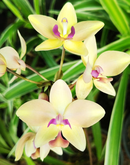 Ground Orchid G31 Flowering Plant - Spathoglottis Plicata