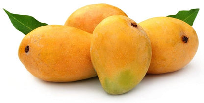 Himsagar Mango Fruit Plant - Mangifera Indica