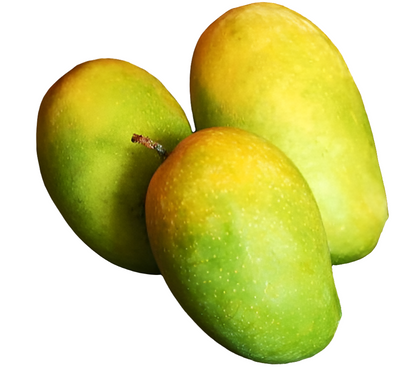 Kesar Mango Fruit Plant - Mangifera Indica