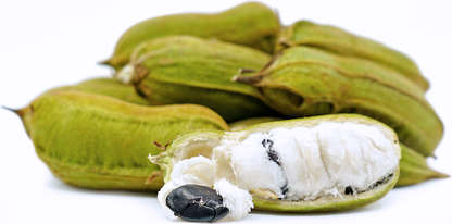 Ice Cream Bean W1 Fruit Plant - Inga edulis