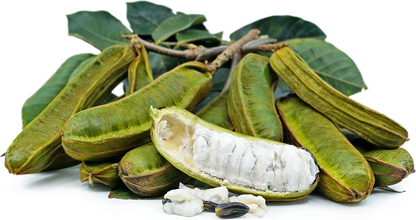 Ice Cream Bean W2 Fruit Plant - Inga edulis