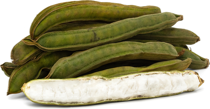 Ice Cream Bean W3 Fruit Plant - Inga edulis