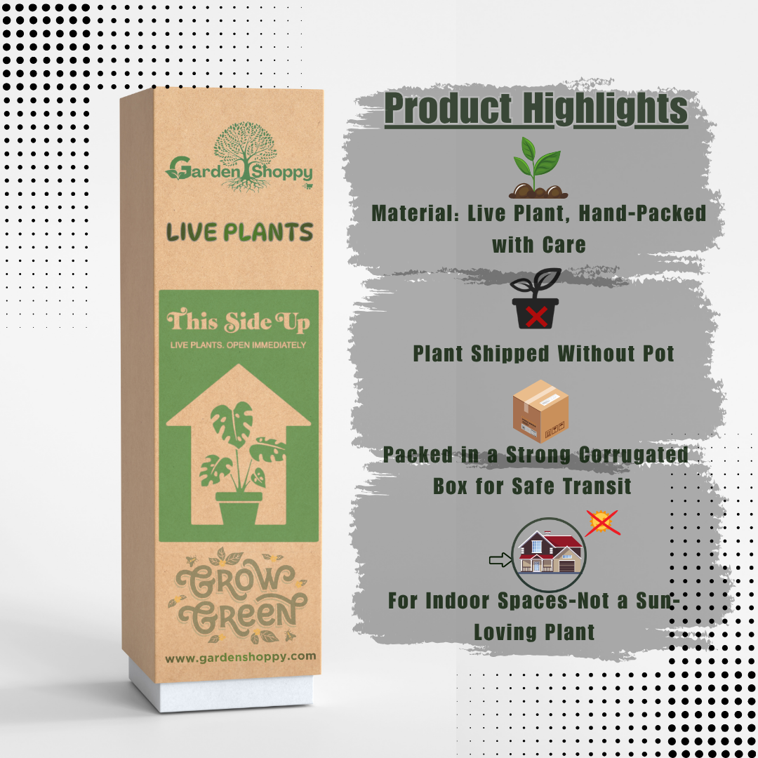 ZZ Plant - Zamioculcas Zamiifolia