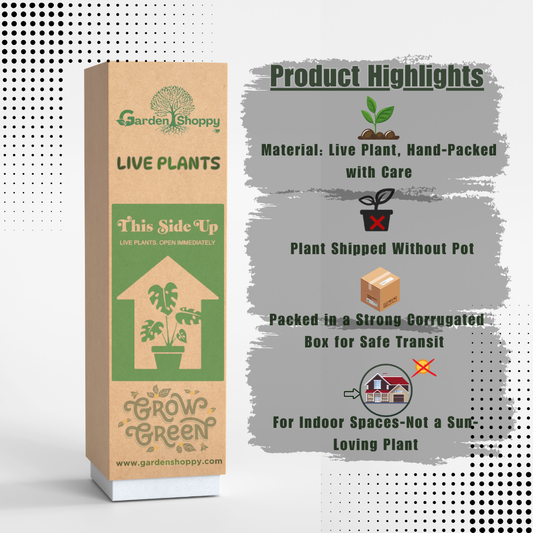 Black ZZ Plant - Zamioculcas Zamiifolia