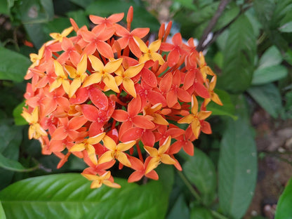 Ixora Orange Flowering Plant - Ixora Coccinea
