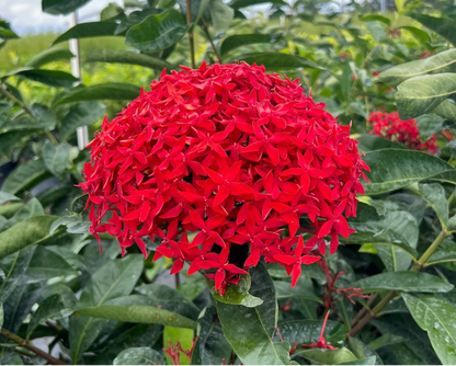 Ixora Red Flowering Plant - Ixora Coccinea