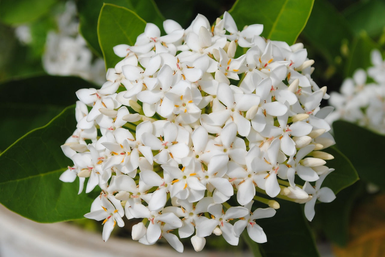 Ixora White Flowering Plant - Ixora Coccinea