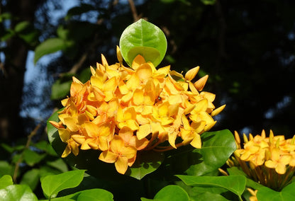 Ixora Yellow Flowering Plant - Ixora Coccinea