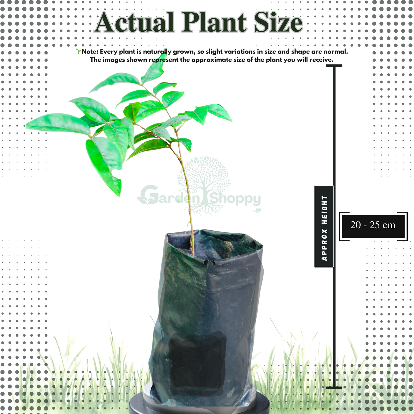 Escarlate Jaboticaba Fruit Plant - Plinia cauliflora