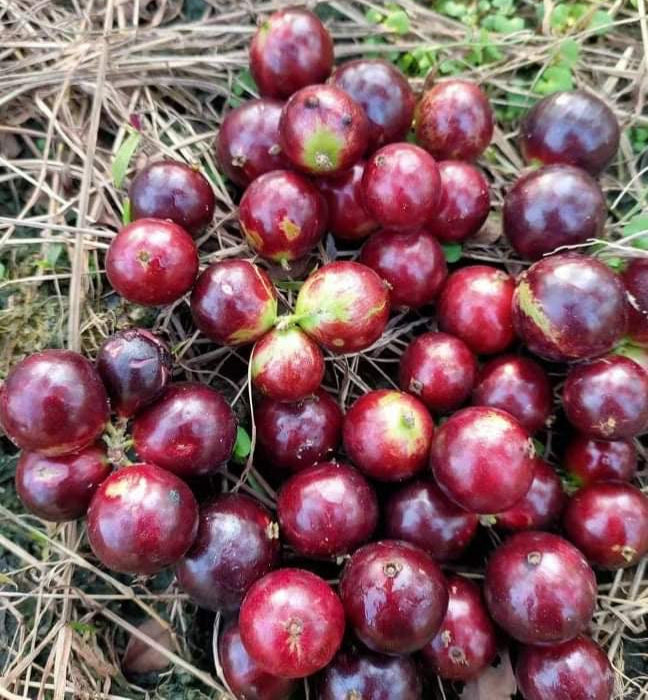 Jaboticaba Acupaulista-Plinia Acu Paulista