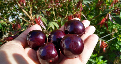 Jaboticaba Campo De Ramon Fruit Plant - Plinia SP