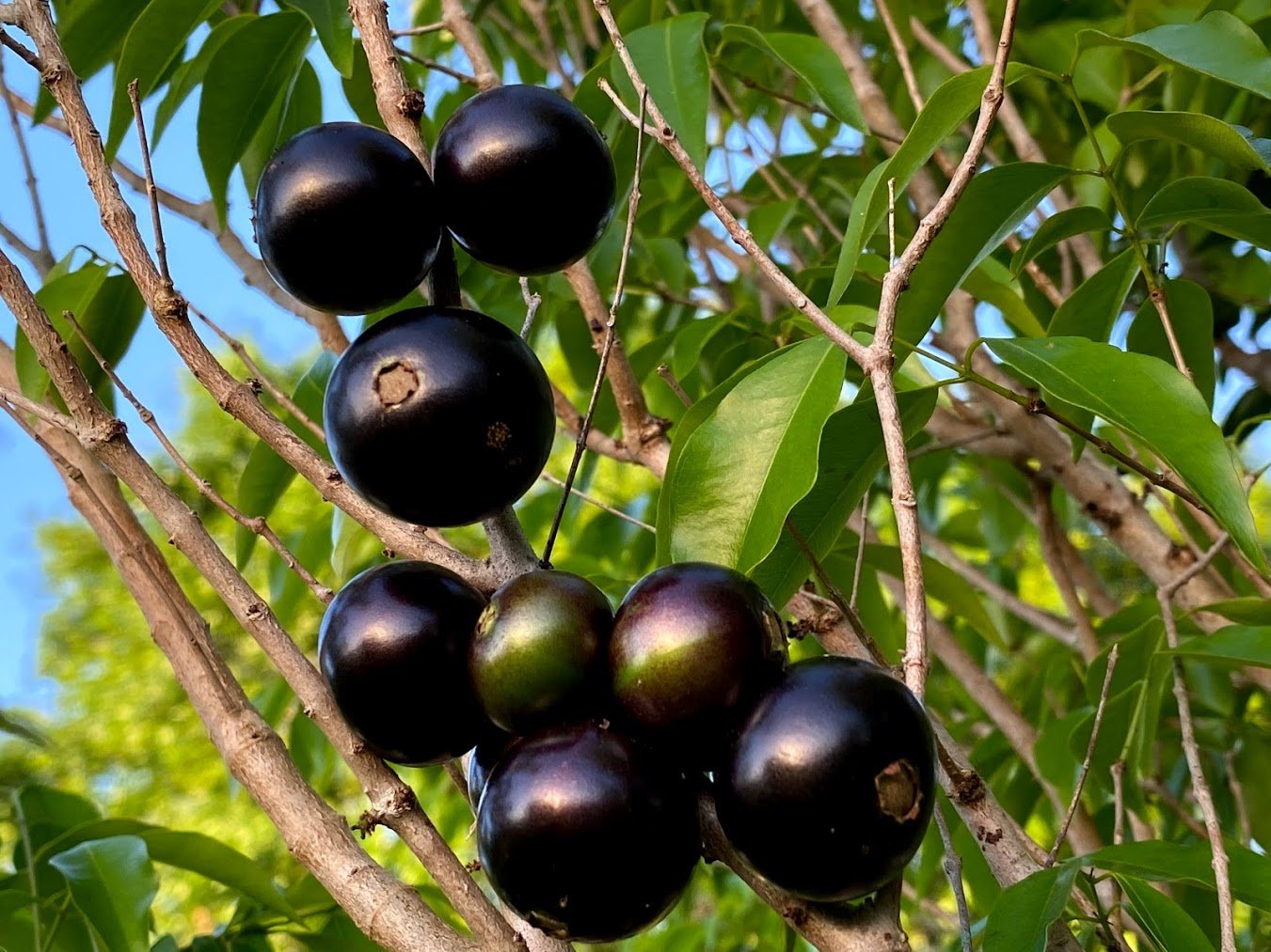 Jaboticaba Coronata Fruit Plant - Plinia Coronata