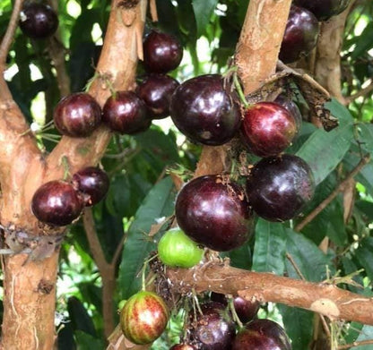 Jaboticaba Giant Red Crystal Fruit Plant - Plinia Phitrantha