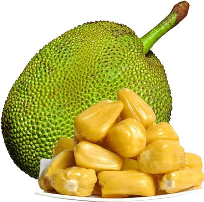 Jack Vietnam Superearly Fruit Plant - Artocarpus Heterophyllus