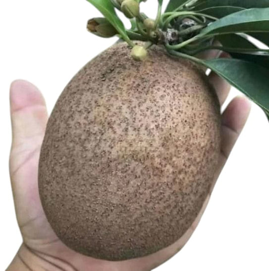 Sapote Thai Jambo Red