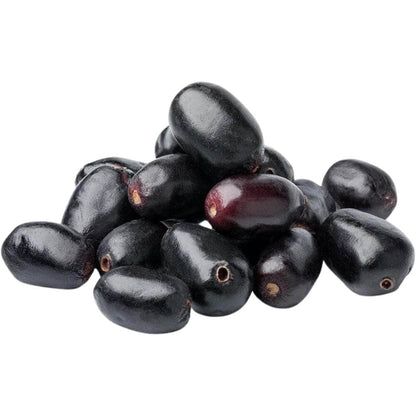 Jamun Black J2 Fruit Plant - Syzygium Cumini