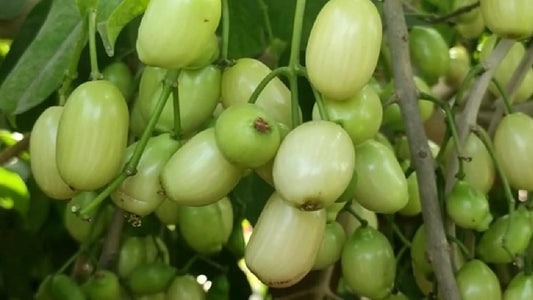 Jamun White