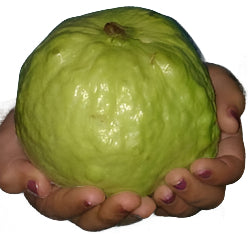 KG Guava Fruit Plant - Psidium Guajava