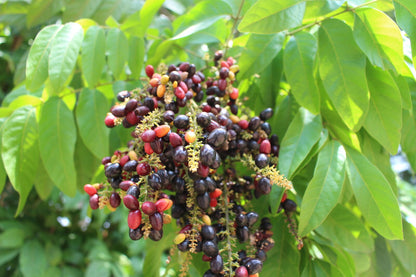 Kak jam Fruit Plant - Lepisanthes Rubiginosa