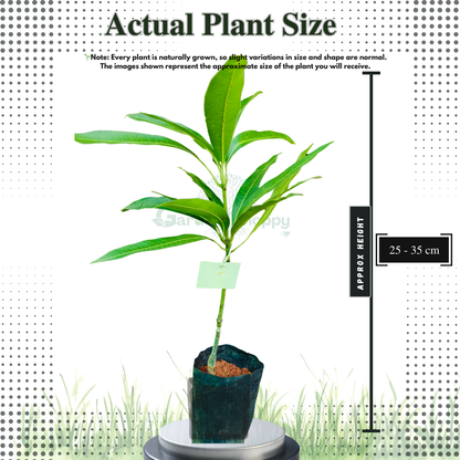 Kalapadi Mango Fruit Plant - Mangifera Indica