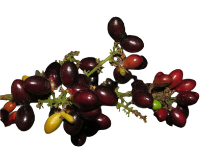 Kassam Fruit Plant - Erioglossum Rubiginosum