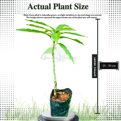 Kesar Mango Fruit Plant - Mangifera Indica