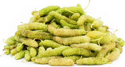 King White Mulberry Plant - Morus Macroura