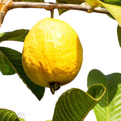 Lalith Guava Fruit Plant - Psidium Guajava