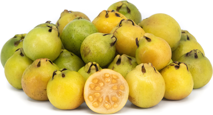 Yellow Strawberry Guava Fruit Plant - Psidium Cattleianum