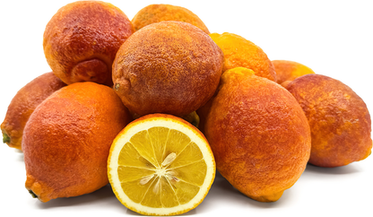 Red Lemon Fruit Plant - Citrus limon