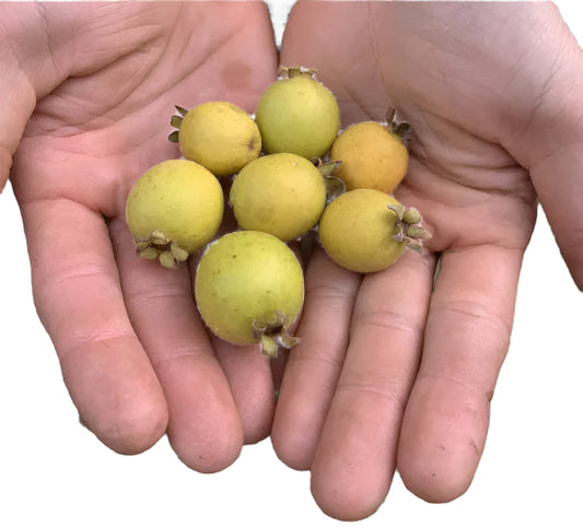 Lemon Grape Guava Fruit Plant