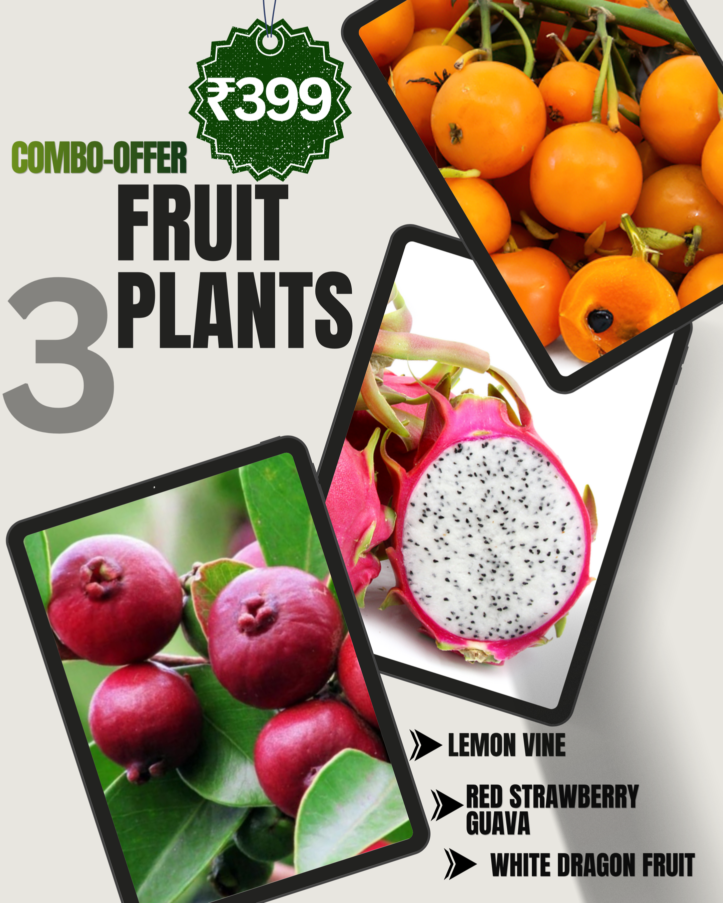 3 Fruit Plant Combo - Only ₹399