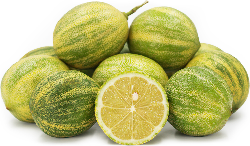 Lime Variegated