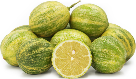 Lime Variegated