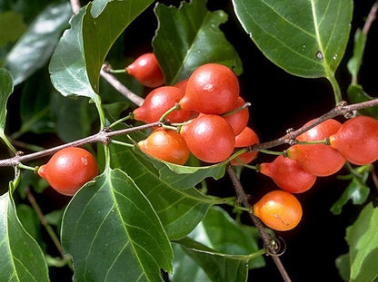Lolliberry Fruit Plant - Salacia Chinensis