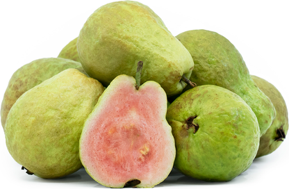Long Red Guava Fruit Plant - Psidium Guajava
