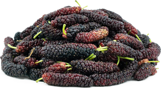 Long Red Mulberry Fruit Plant