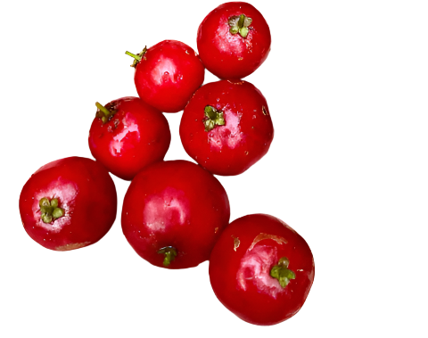 Luvi Fruit Plant