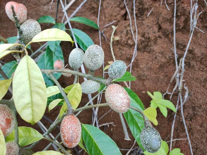 Madhubilata Fruit Plant - Stixis Suaveolens