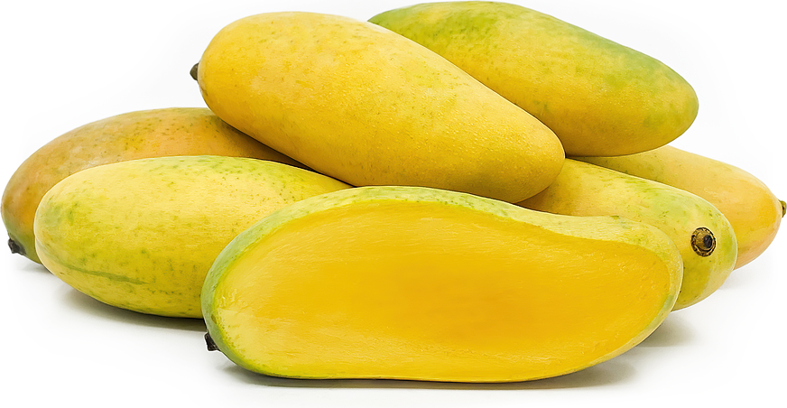 Maha Chanok Mango Fruit Plant - Mangifera Indica