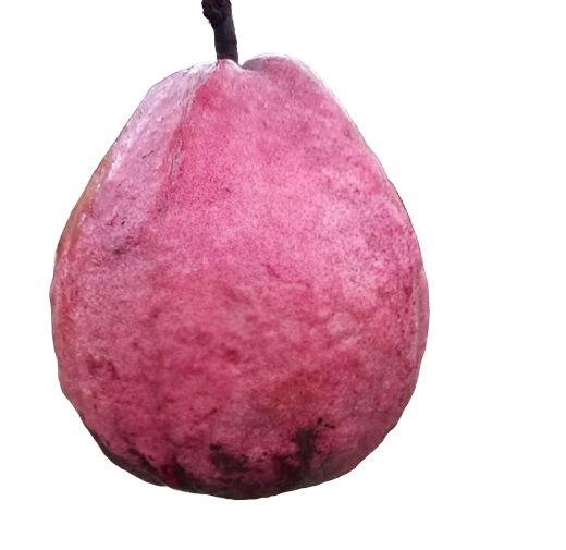 Malayan Red Guava Fruit Plant